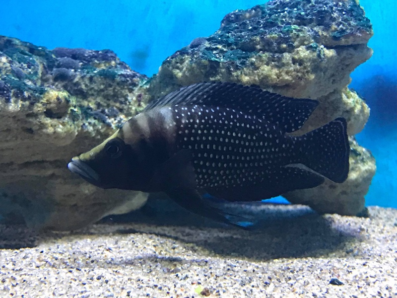 Altolamprologus calvus 'Lupota' (Black)